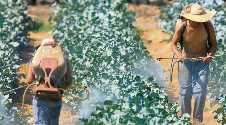 SIEMBRA. Especialistas recomiendan la utilización de plaguicidas naturales, que no se usan tanto porque son más caros. Archivo/ El Informador