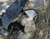 Por lo que especificaron los uniformados el reptil medía aproximadamente dos metros de longitud. ESPECIAL