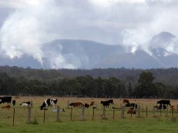 El sector es uno de los menos afectado por la pandemia de COVID-19. AP/Archivo