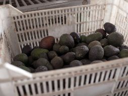 Aseguran que sólo faltan algunos detalles de logística para que la primera exportación de aguacate jalisciense salga en mayo. EFE/ARCHIVO