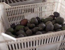 Aseguran que sólo faltan algunos detalles de logística para que la primera exportación de aguacate jalisciense salga en mayo. EFE/ARCHIVO