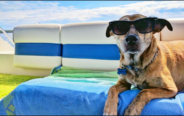 Disfruta de un viaje al lado de tu mascota. ESPECIAL/Photo by Josh Rakower on Unsplash.