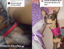 Una familia quiso inmortalizar a su mascota; el resultado se vuelve viral. TIKTOK: @yrtzrc