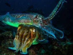 Sepias gigantes australianas apareándose. GETTY IMAGES