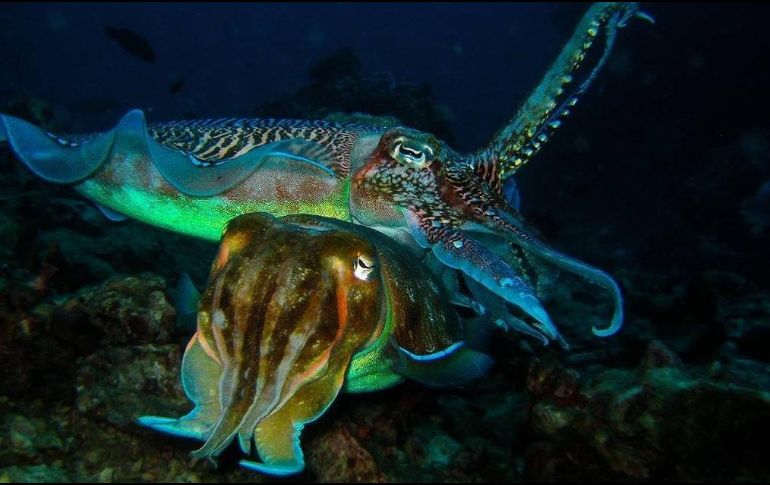 Sepias gigantes australianas apareándose. GETTY IMAGES