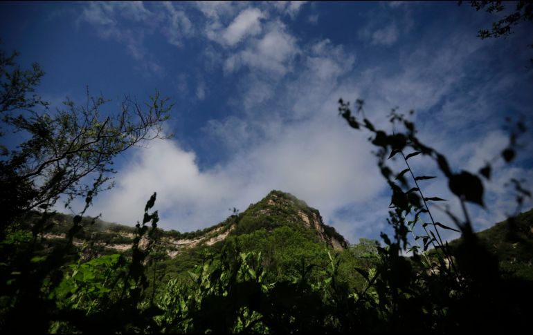 Tras varios días de labores de búsqueda, el joven fue localizado en la zona llamada Barranca del Jabalí en una de las cañadas de difícil acceso del cerro del Tzirate. EL INFORMADOR / ARCHIVO