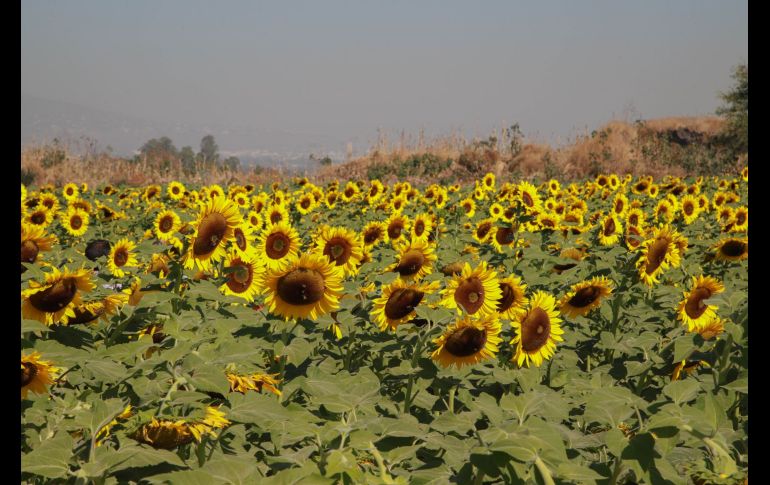 Huertos repletos de girasoles le dan vida al Rancho San Juan Diego / Foto: Tony Martínez