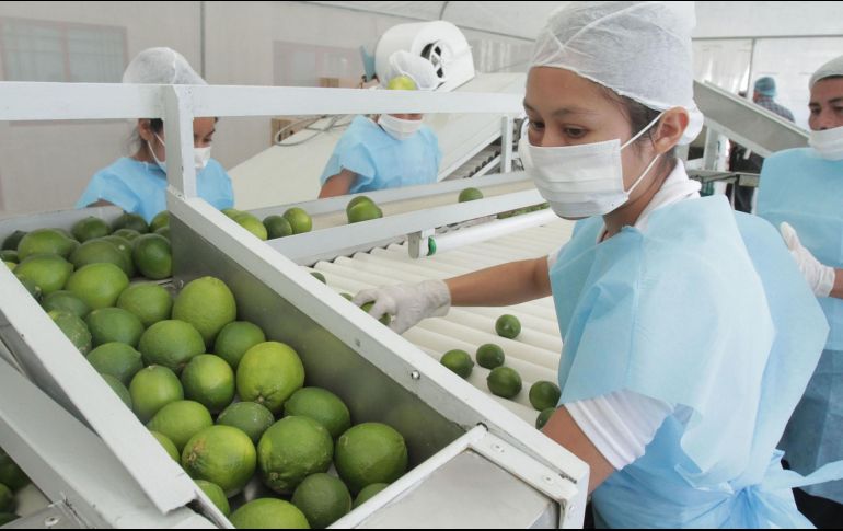 Se dejarán de pagar altos aranceles en productos como el aguacate, carne de puerco, plátano, limón o cerveza. NOTIMEX/Archivo