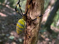 De origen japonés, las arañas Joro invadirán con sus telarañas las calles de Estados Unidos. ESPECIAL