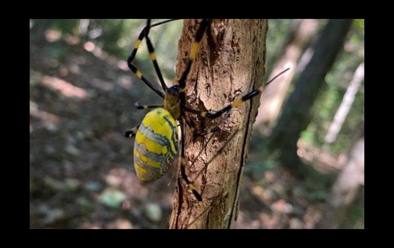 De origen japonés, las arañas Joro invadirán con sus telarañas las calles de Estados Unidos. ESPECIAL
