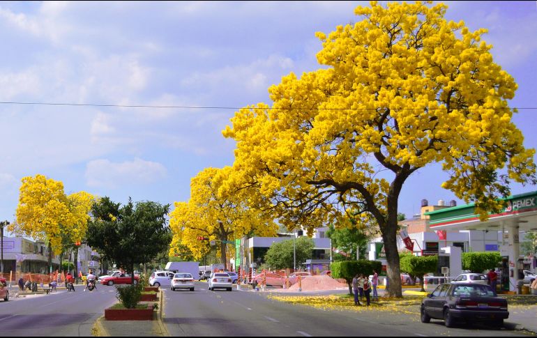 En el hemisferio norte, donde se ubica México, el equinoccio de primavera sucede alrededor del 20 o 21 de marzo, cuando el Sol cruza el ecuador hacia el norte. EL INFORMADOR / ARCHIVO