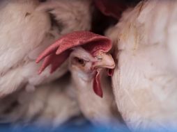 La gallina fue dada en adopción tras conocerse el escandaloso caso. EL INFORMADOR/ARCHIVO
