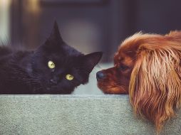 Sus sentidos peculiares. Gatos y perros se relacionan con el mundo de una manera diferente a como nosotros lo hacemos. Pixabay