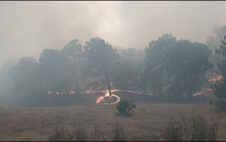 El incendio en el Bosque La Primavera se registra desde esta tarde en el Área Natural Protegida. ESPECIAL