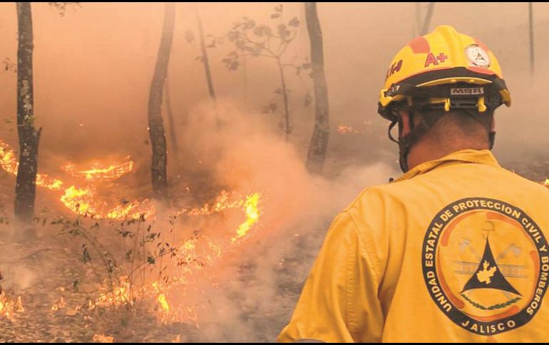 El bosque pierde terreno cada año a causa de los incendios; en algunas ocasiones, son provocados de manera intencional por temas agrícolas o por cambio de uso de suelo. ESPECIAL