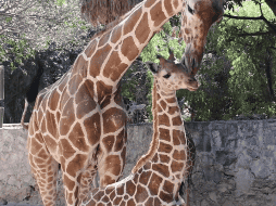 Foto: Cortesía Zoológico Guadalajara