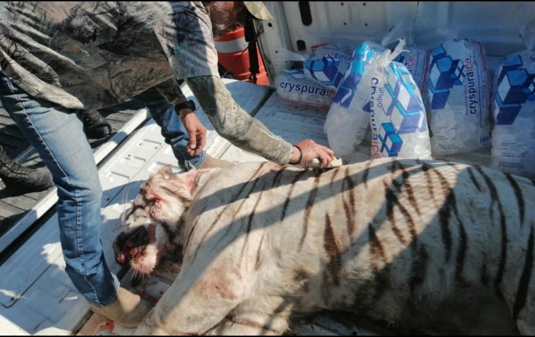 Elementos de la Policía dispararon contra el felino, el cual perdió la vida antes de que llegara Protección Civil Estatal. TWITTER/@PROFEPA_Mx