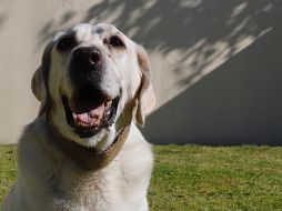 Frida nació en abril de 2009 en el centro canino de la Marina Armada, ubicado en la Ciudad de México, donde recibió entrenamiento. SUN / B. Fregoso