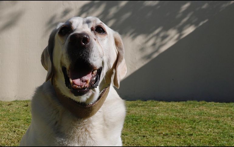 Frida nació en abril de 2009 en el centro canino de la Marina Armada, ubicado en la Ciudad de México, donde recibió entrenamiento. SUN / B. Fregoso
