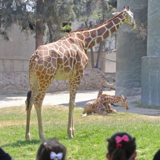 Nacen dos jirafas en el Zoológico Guadalajara; suman 15