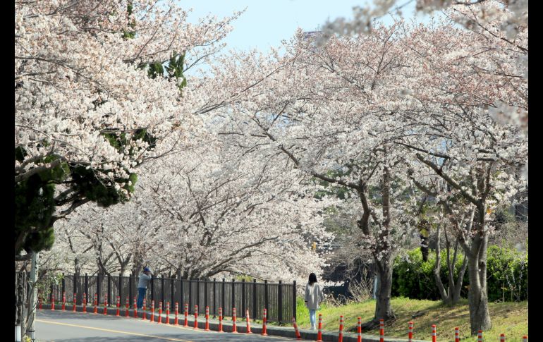 En el Parque Chidorigafuchi, miles de personas contemplaban los pétalos color rosa pálido mientras paseaban bajo las filas de árboles o desde botes de remos. EFE/YONHAP
