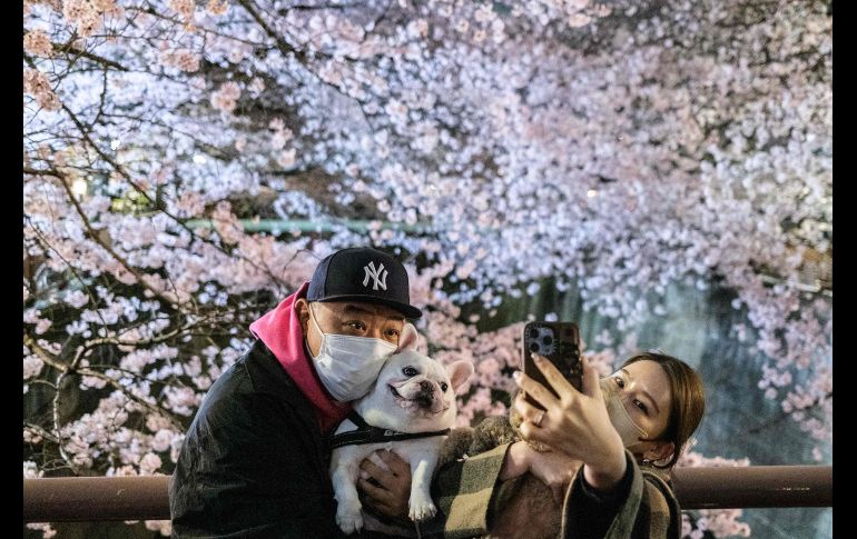 En el Parque Chidorigafuchi, miles de personas contemplaban los pétalos color rosa pálido mientras paseaban bajo las filas de árboles o desde botes de remos. AFP/P. Fong