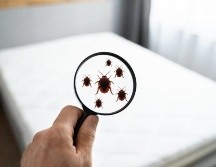 Se han identificado más de 50 casos de HRTV. INFORMADOR/ARCHIVO