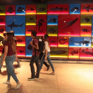 Acuario Michin: Promueven la campaña "Michin, el acuario de la ciudad" en Guadalajara