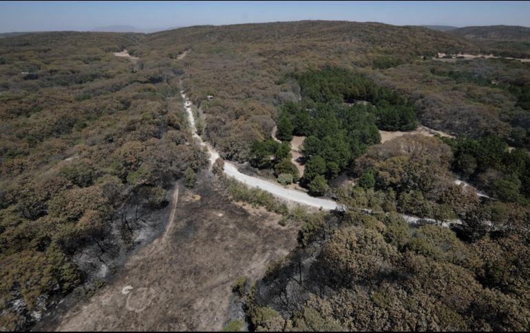 Sólo en 7.25 hectáreas hubo severidad alta en afectaciones, detallan. ESPECIAL/Semadet