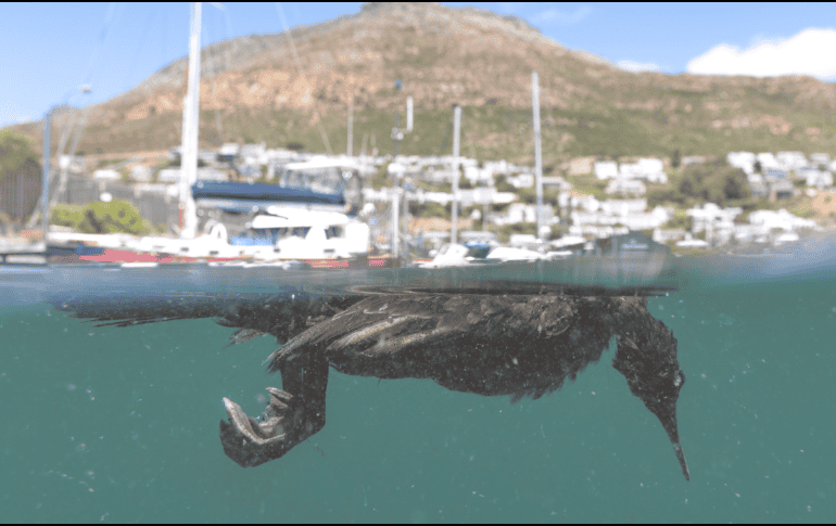 Desastre. La biodiversidad del planeta está en riesgo si no se toman medidas emergentes. EFE