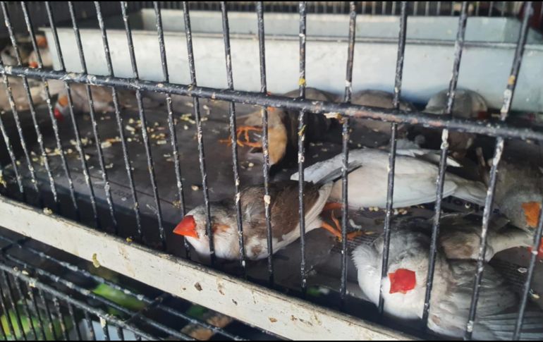 Imagen de las afectaciones en el Mercado San Juan de Dios tras el incendio. EL INFORMADOR / A. Navarro