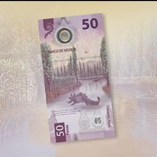 ¡De lujo! El billete de ajolote es ahora el más bonito del mundo