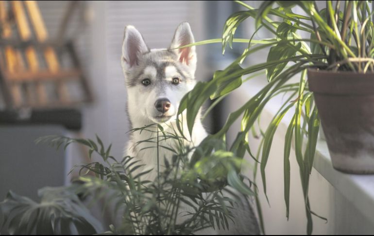 Siempre hay que ser previsores e informarse adecuadamente para que los espacios de casa sean seguros para todos. ESPECIAL