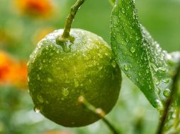 Normalidad. El precio del limón está volviendo a su valor normal. Pixabay