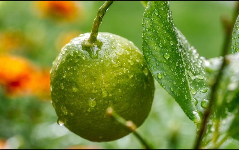 Normalidad. El precio del limón está volviendo a su valor normal. Pixabay