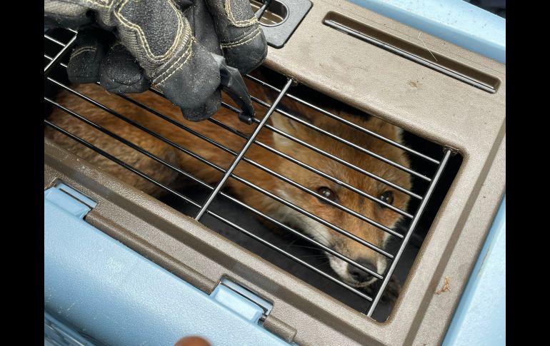 Luego de un cuidadoso operativo, agentes pudieron enjaular al animal sin dañarlo. AFP/US Capitol Police