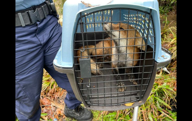 Luego de un cuidadoso operativo, agentes pudieron enjaular al animal sin dañarlo. AFP/US Capitol Police