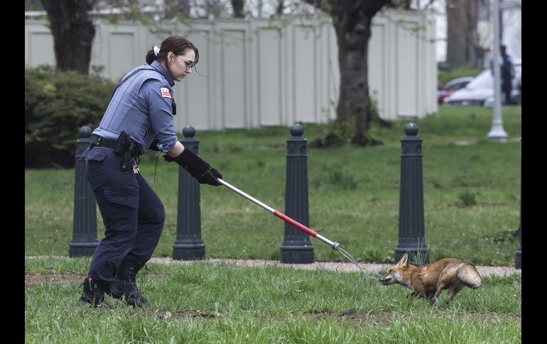 Luego de un cuidadoso operativo, agentes pudieron enjaular al animal sin dañarlo. AFP/K. Dietsch
