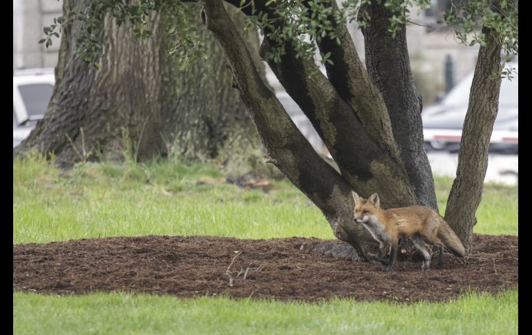 Luego de un cuidadoso operativo, agentes pudieron enjaular al animal sin dañarlo. AFP/K. Dietsch