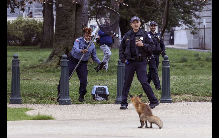 Luego de un cuidadoso operativo, agentes pudieron enjaular al animal sin dañarlo. AFP/K. Dietsch