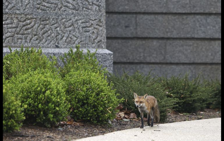 Luego de un cuidadoso operativo, agentes pudieron enjaular al animal sin dañarlo. AFP/K. Dietsch