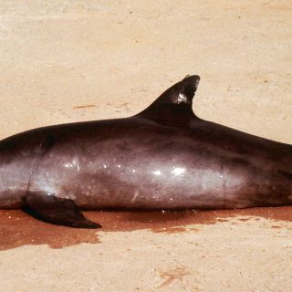 ¡Vaquitas marinas en peligro! Estiman que sólo quedan ocho en México