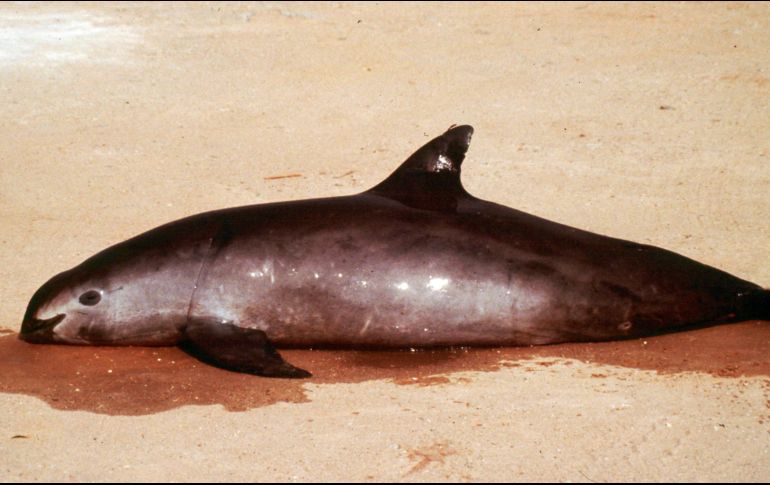 Las vaquitas se ahogan en redes ilegales colocadas por pescadores para atrapar totoabas. AP/ARCHIVO