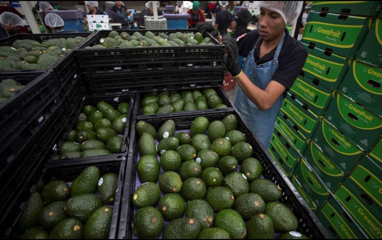 El aguacate llega hasta a 100 pesos el kilo en Querétaro. INFORMADOR/ARCHIVO