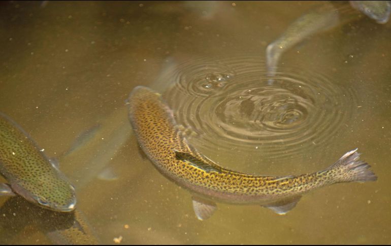 La granja utiliza agua de ríos, sin afectar al medio ambiente. SUN