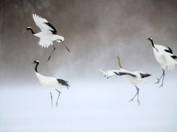 Las grullas permiten la llegada de otro miembro para que este ayude a cuidar a una cría en malas condiciones. EFE / ARCHIVO