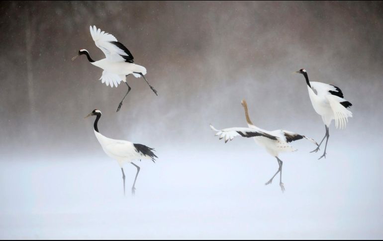 Las grullas permiten la llegada de otro miembro para que este ayude a cuidar a una cría en malas condiciones. EFE / ARCHIVO