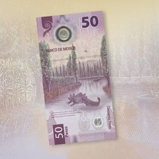 Billete del Ajolote:  Adiós a la cobija del tigre, mexicanos se tapan ahora con la del ajolote
