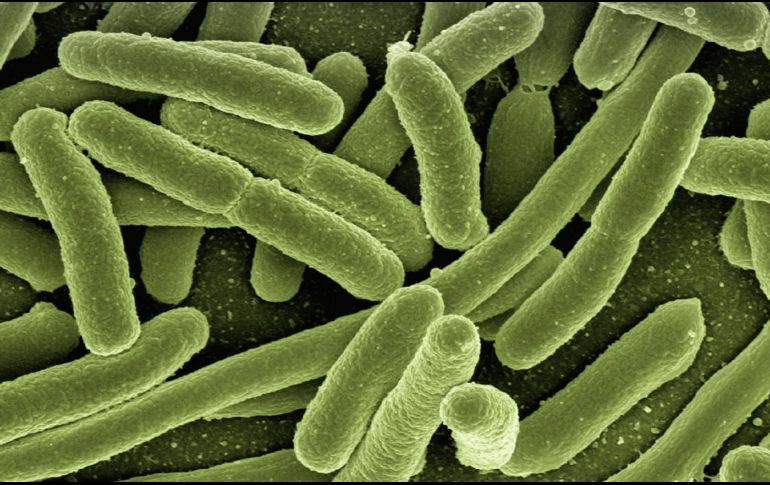 La Salmonella puede poner en peligro la vida de los niños pequeños, las mujeres embarazadas y sus fetos, los ancianos y las personas con sistemas inmunitarios debilitados. Pixabay