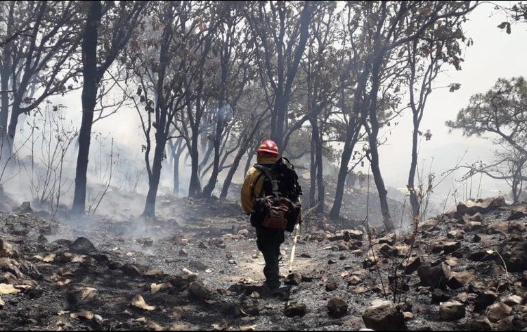 Tras el reporte acudieron al punto elementos forestales de la Secretaría de Medio Ambiente y Desarrollo Territorial (Semadet), del OPD Bosque La Primavera y de la Coordinación de Protección Civil y Bomberos Zapopan. ESPECIAL